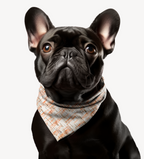 Sebastian & Clementine Lines Bandana Collar for Dogs and Cats