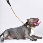 Cuban Link Gold Dog Leash: 35in/90cm length x 14mm width