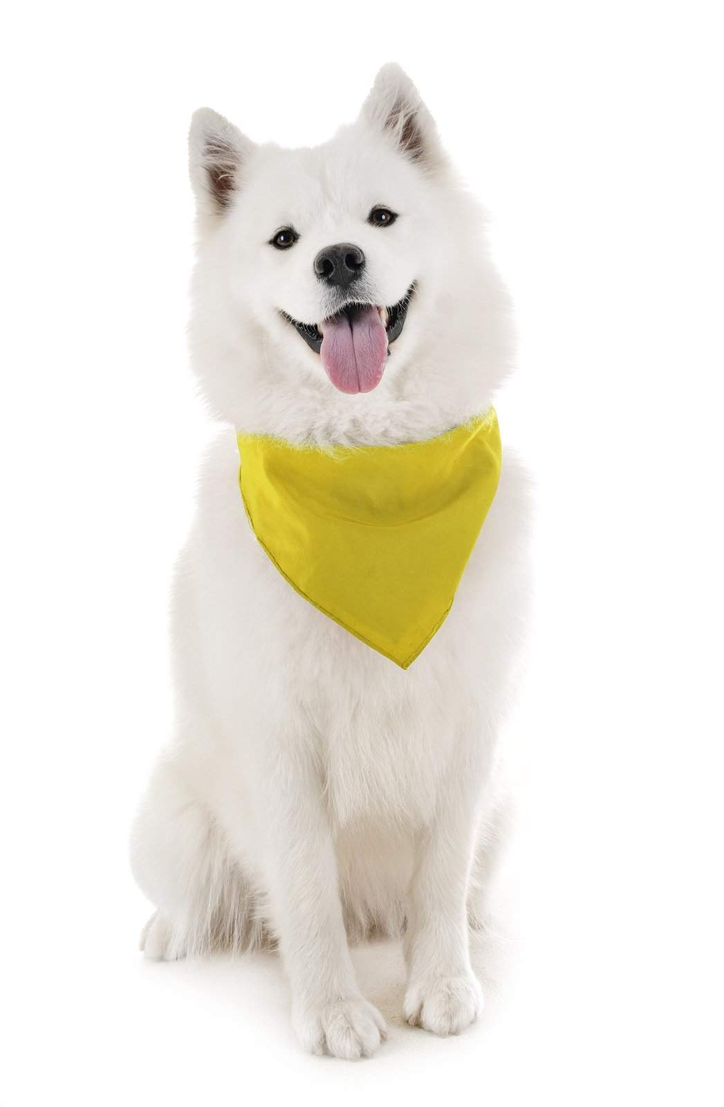 Balec Dog Solid Bandanas - 4 Pieces - Scarf Triangle Bibs for Any Small, Medium or Large Pets