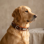 Dual D-Ring PU Leather Dog Collar with Nameplate