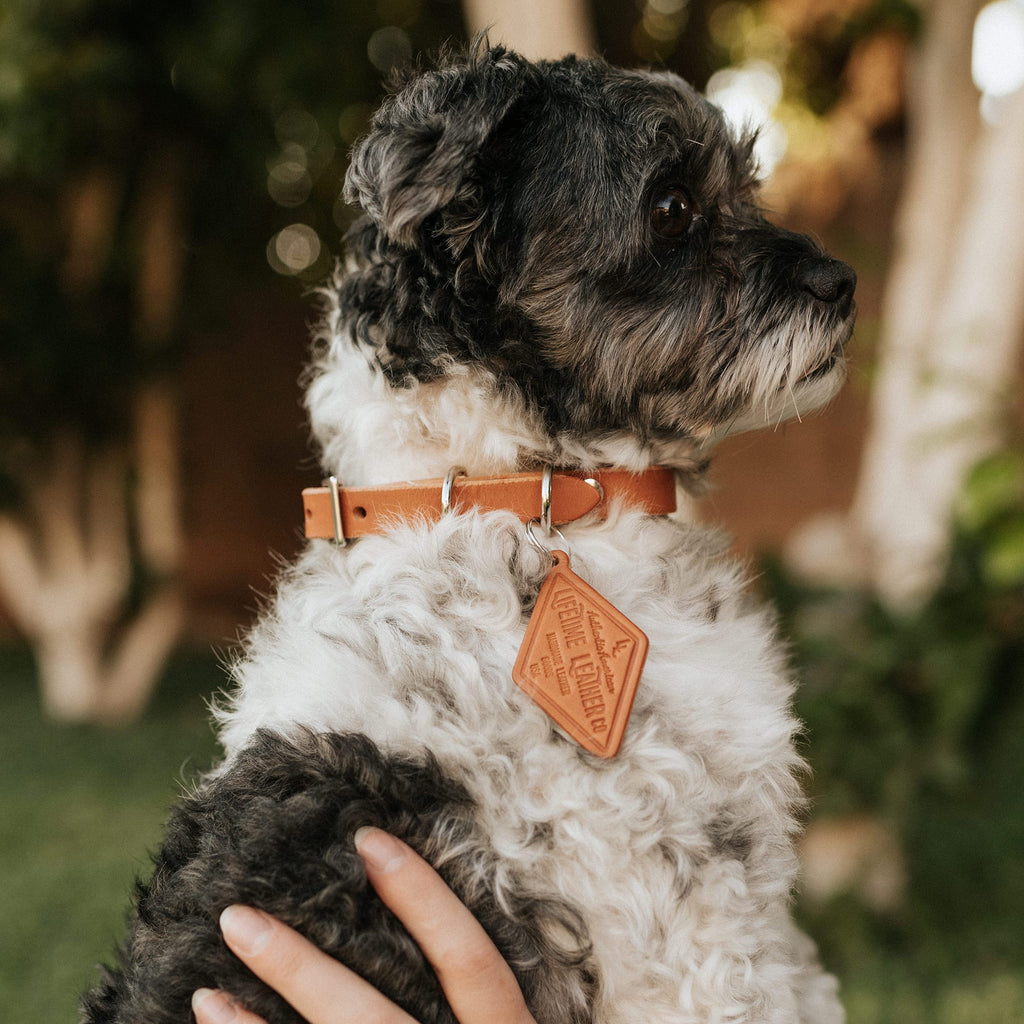 Leather Dog Collar - Classic