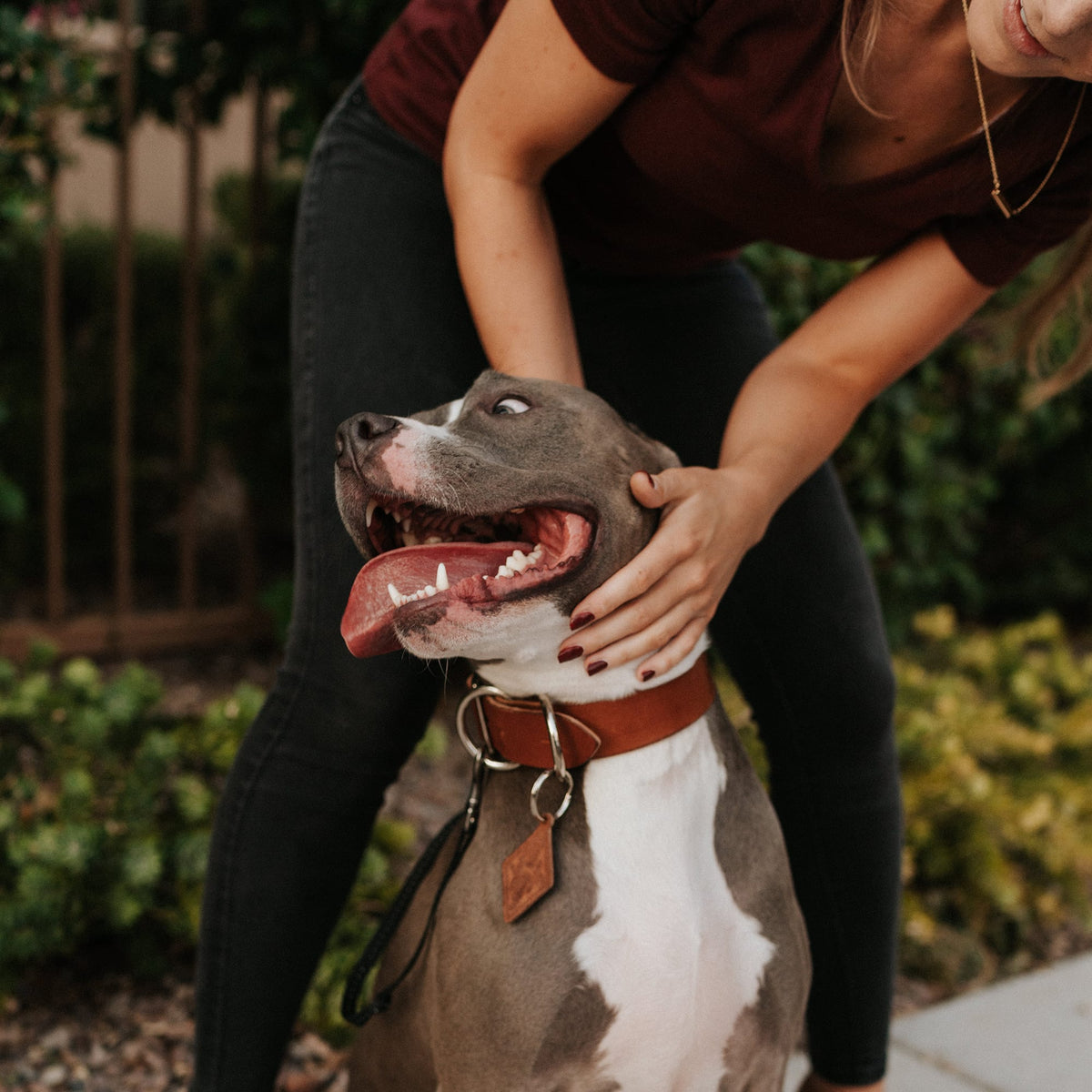 Leather Dog Collar - Classic